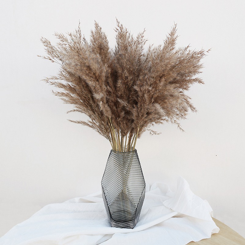 10개 다채로운 천연 갈대 팜파스 그래스 드라이플라워, - Pampas Grass Decor 리뷰 및 가격